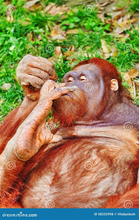 Orang Utan. stock photo. Image of nature, grass, hominid - 58253998