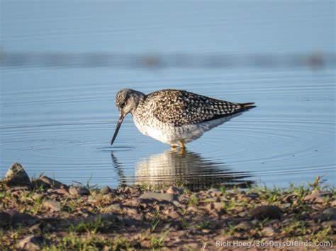 Working the Wetlands! - 365 Days of Birds