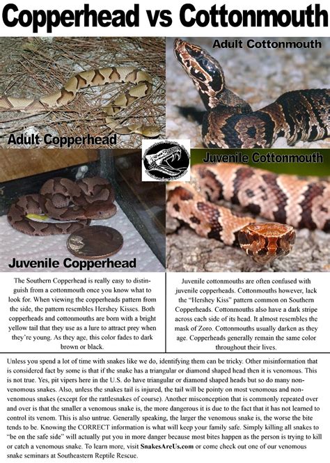 Southeastern Reptile Rescue - Identifyasnake