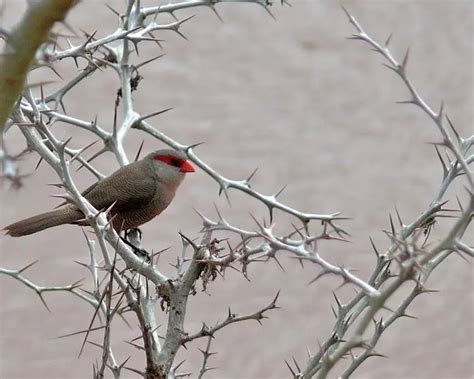 Common waxbill - Facts, Diet, Habitat & Pictures on Animalia.bio