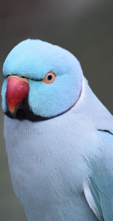 A cute blue parrot - About Wild Animals