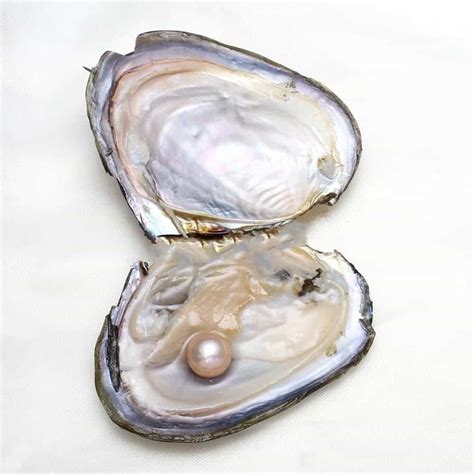 Freshwater Cultured Pearl Oyster, Shape Potato, 11-12mm, - FromOcean.com