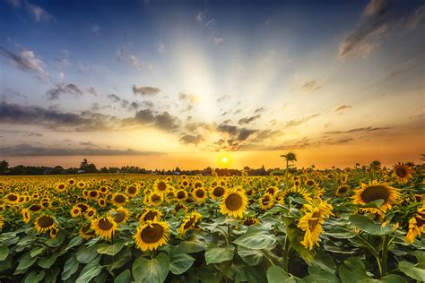 Sunflower Field Sunset