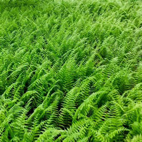 Hay Scented Fern