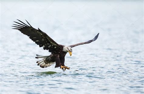 Eagle | Bald Eagle hunting — Stock Photo © MennoSchaefer #128896772