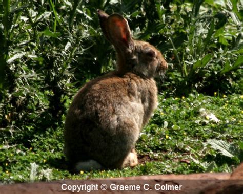 European rabbit (Oryctolagus cuniculus)