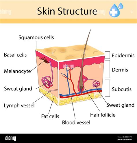 Human skin diagram hi-res stock photography and images - Alamy