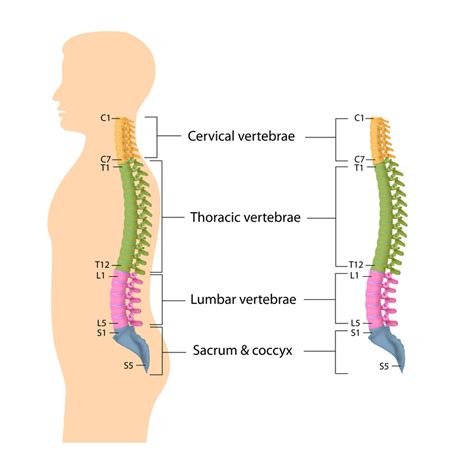 Information about spine and intervetebral disc anatomy