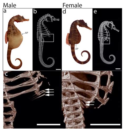 Study Reveals The Wonderfully Unique Way Seahorse Dads Give Birth : ScienceAlert