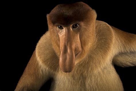 Proboscis Monkey wallpapers, Animal, HQ Proboscis Monkey pictures | 4K ...