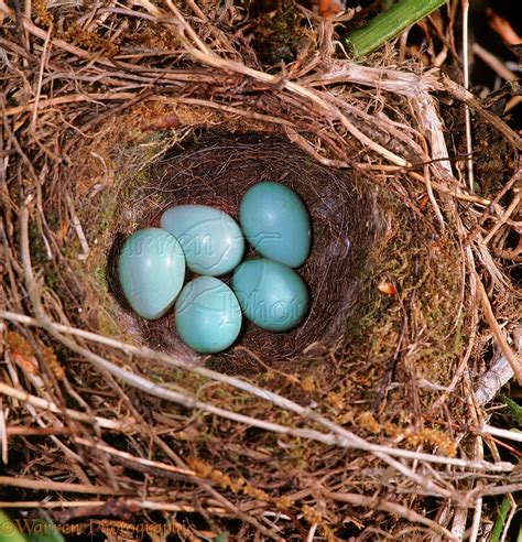 Hedge Sparrow nest with eggs photo WP03711