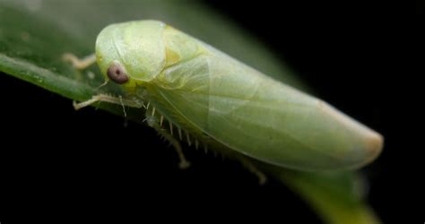 Leafhopper or hopper insect bug macro nature footage Stock Video Footage 00:11 SBV-314057249 ...