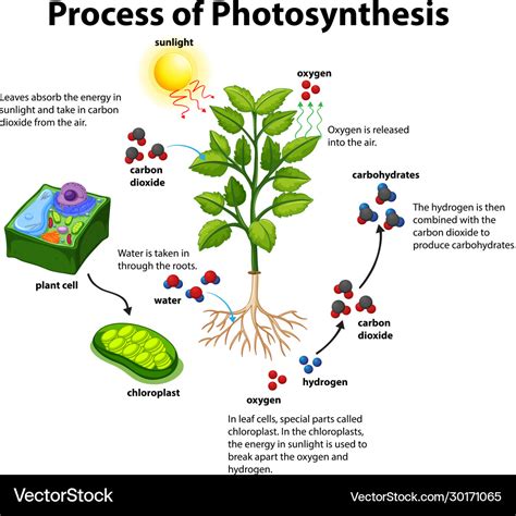 いろいろ prepare a model of photosynthesis process 253483 - Gambarsaeosr