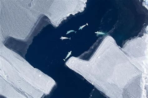 X-Ray Mag | How declining sea ice affects whale migration