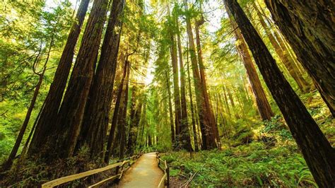 Giant Redwood Forest Wallpapers - Top Free Giant Redwood Forest Backgrounds - WallpaperAccess