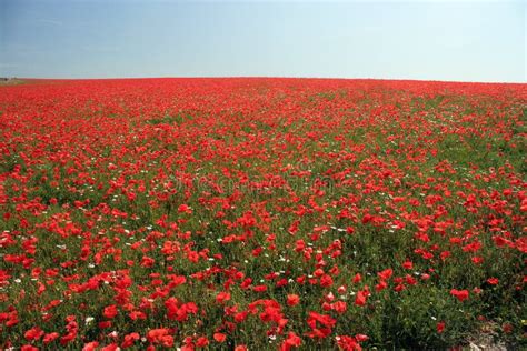 Red field stock image. Image of seed, growing, view, summer - 338509