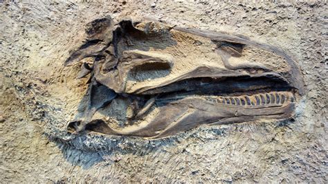 Are Dinosaur Fossils Minerals Like Any Other? A Federal Court Says Yes. | KUNC