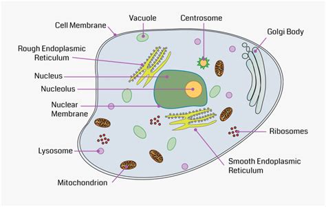 Nucleus Transparent Animal Cell - Vacuole In A Cell Diagram , Free Transparent Clipart - ClipartKey