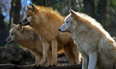 Arctic Wolf Pack by psychoschaf on DeviantArt