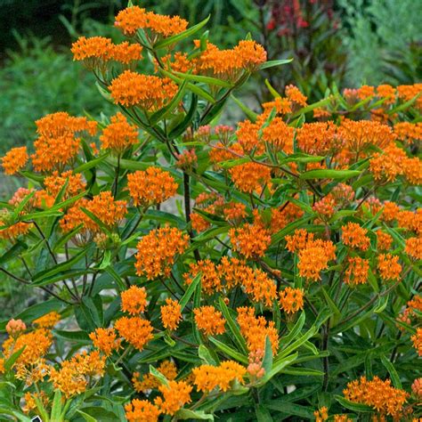 Asclepias - Butterfly Weed Flower Garden Seeds - 500 Seeds - Perennial ...