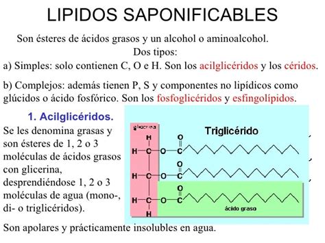 LIPIDO SAPONIFICABLE PDF