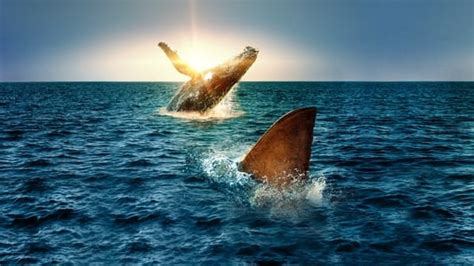 Shark Vs. Whale (2020) — The Movie Database (TMDB)