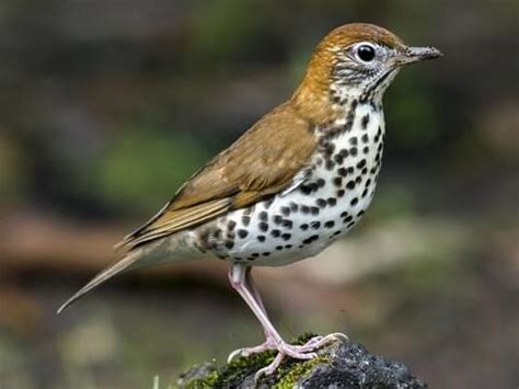 Wood Thrush Eggs