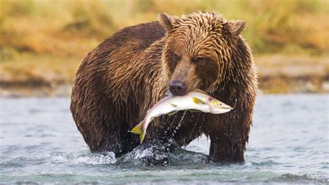 Nature’s Best Eating Competition? Brown Bears