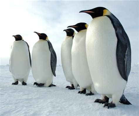 Emperor Penguin Facts for Kids | Penguins Information