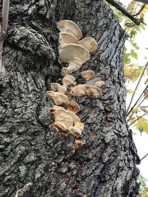 Maple Tree Fungus Identification