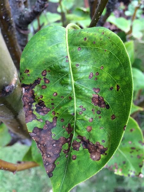 Pear Leaf Blight And Fruit Spot – Learn How To Treat Pear Fruit Spot