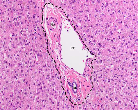 Histology Liver Portal Triad Microscopic Cells Histology Slides | The Best Porn Website