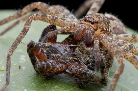 Huntsman Spider Diet, Habitat & Reproduction - Sydney