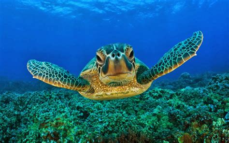 Hawksbill sea turtle - Animals World