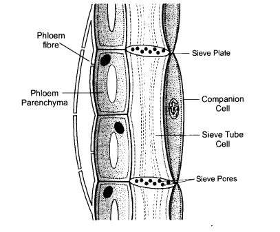 What are the Constituents of Phloem ? - CBSE Class Notes Online - Classnotes123