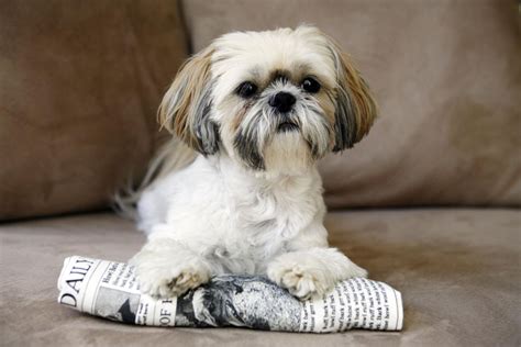 Shih Tzu Dog Breed Profile