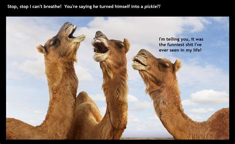 camels having a laugh on hump day : r/memes