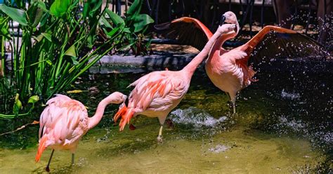 Flamingos In Florida: Best Places To See Them | Out Coast