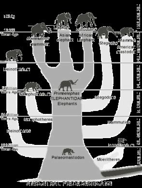 Elephant's Evolution and Fossils - Elephants