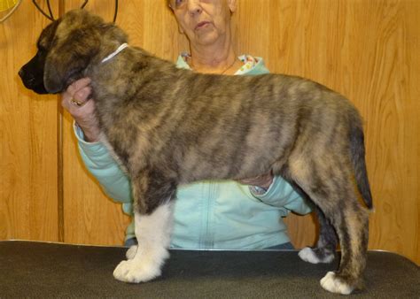 Shepherds Rest Farm: Anatolian Shepherd Puppies 8 Weeks Old - THE MALES