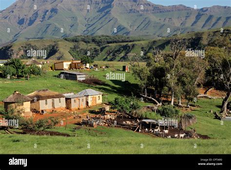 Rural settlement with livestock, South Africa Stock Photo - Alamy