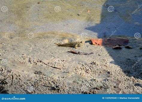 Mudskipper in muddy beach. stock photo. Image of breathing - 132929540