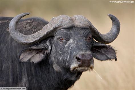 Animals With Horns – Pictures & Facts On Amazing Horned Animals