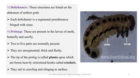 Insect abdomen and its appendages