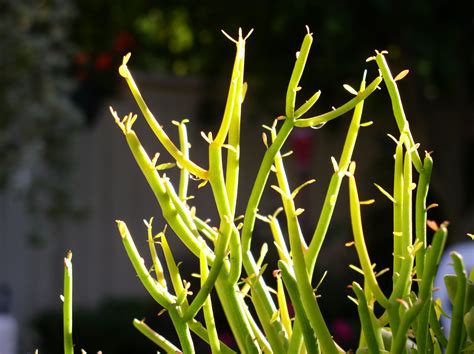 How to Successfully Grow Pencil Cactus: A Field Guide to Planting, Care, and Design on ...