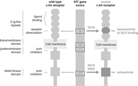 Wild-type and mutant c-kit receptors. The c-kit receptor belongs to the ...