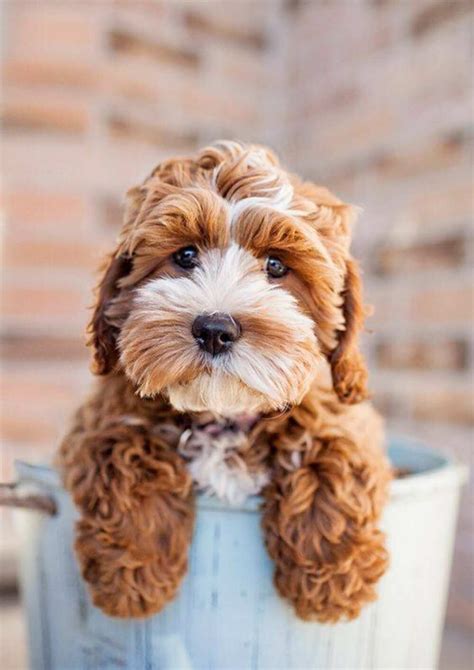 Top 30 cutest dog breeds in the world that will make your heart melt Legit.ng