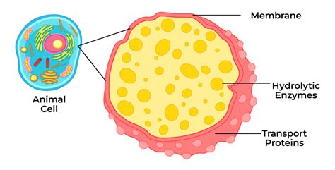 Animal Cell Lysosome