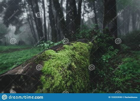 Forest Rain and Fog in the Forest Stock Photo - Image of meadow, blue: 153253938