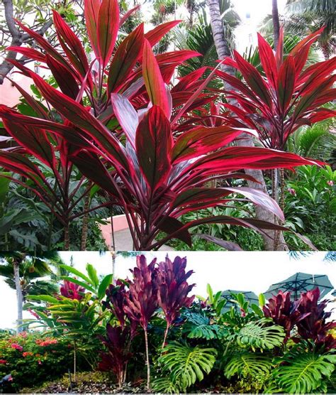 Hawaiian Ti Plants (Cordyline Terminalis) - Zone 9a-11 Part Shade-Full Sun (afternoon shade) 2 ...